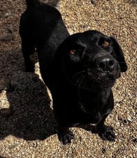 June- beautiful black lab - Photo 3