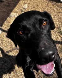 June- beautiful black lab - Photo 4
