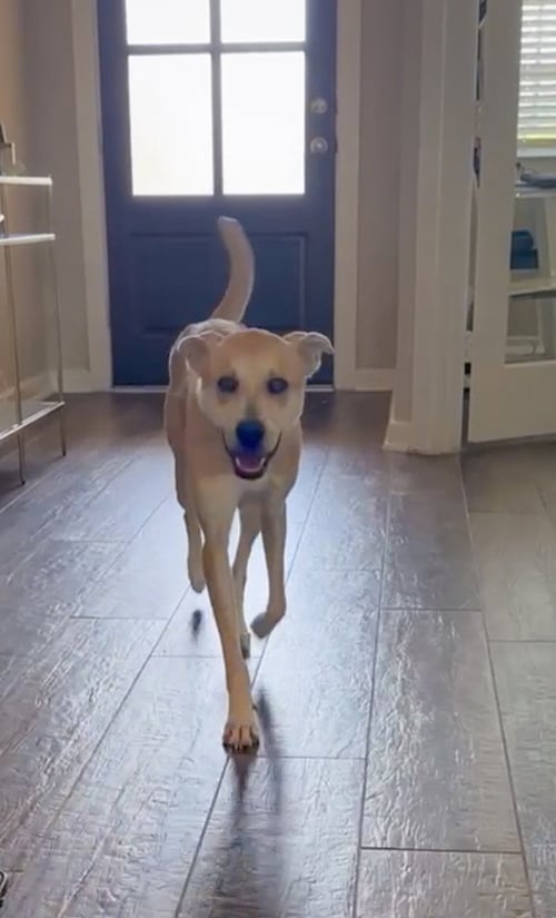BUTTERCUP- AS SWEET AS HER NAME - Labrador Retriever available for adoption