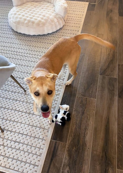 BUTTERCUP- AS SWEET AS HER NAME - Labrador Retriever available for adoption