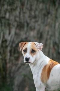 Apache - Little Trooper - Photo 3