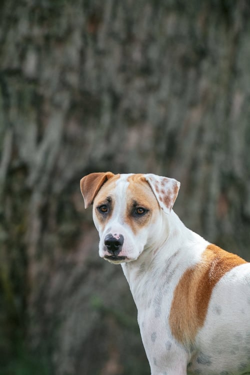 APACHE - LITTLE TROOPER - Pointer / Bull Terrier available for adoption