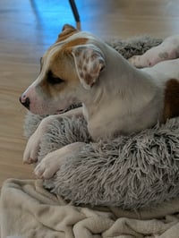 Apache - Little Trooper - Photo 18