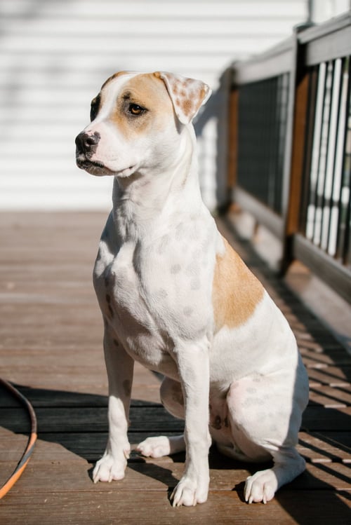 APACHE - LITTLE TROOPER - Pointer / Bull Terrier available for adoption
