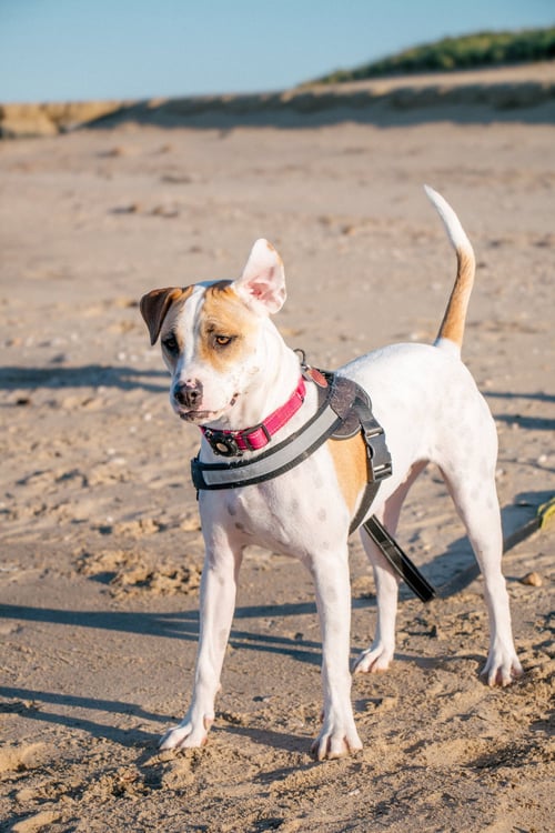 APACHE - LITTLE TROOPER - Pointer / Bull Terrier available for adoption