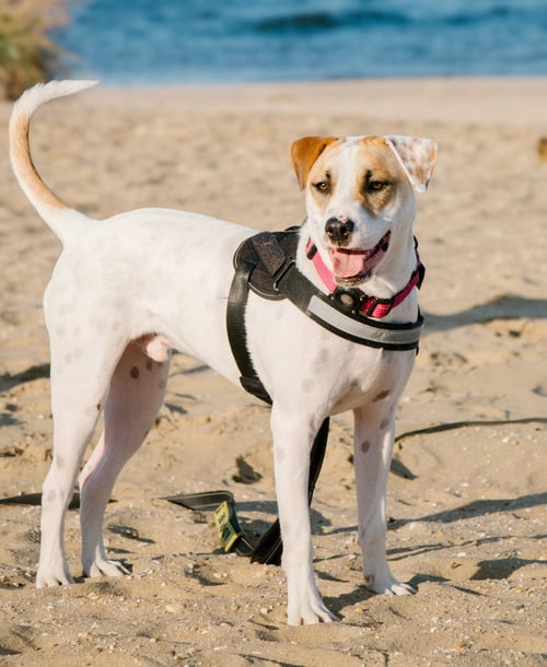 APACHE - LITTLE TROOPER - Pointer / Bull Terrier available for adoption