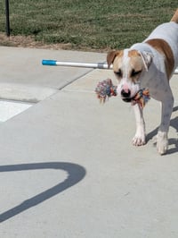 Apache - Little Trooper - Photo 22