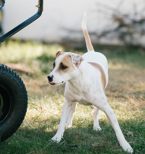 APACHE - LITTLE TROOPER - Pointer / Bull Terrier available for adoption