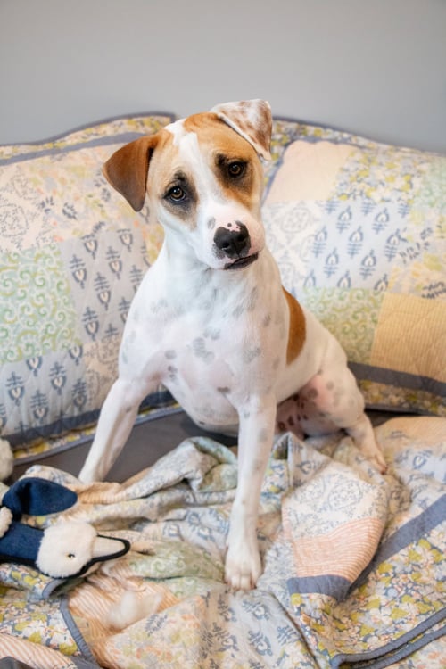APACHE - LITTLE TROOPER - Pointer / Bull Terrier available for adoption