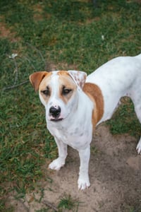 Apache - Little Trooper - Photo 6