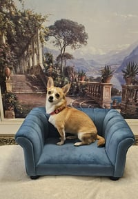 Nala- brave beauty - Photo 2