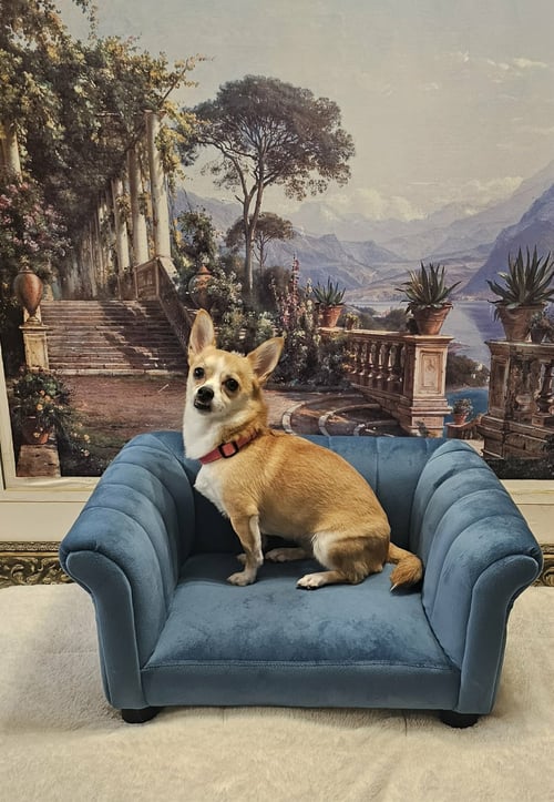 NALA- BRAVE BEAUTY - Chihuahua available for adoption