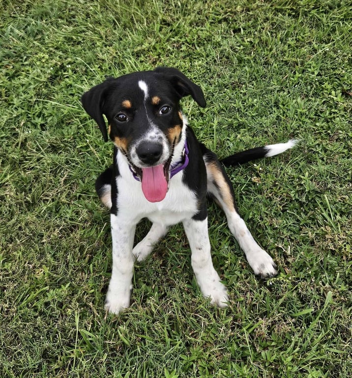 Haven- too cute to handle Image