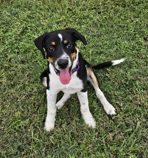 HAVEN- TOO CUTE TO HANDLE - Border Collie available for adoption