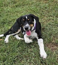 Haven- too cute to handle - Photo 2