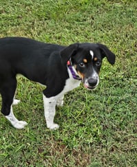Haven- too cute to handle - Photo 3