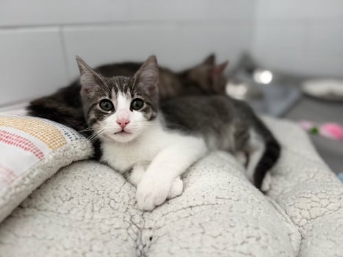 EZRA - Domestic Short Hair available for adoption