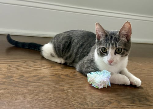 EZRA - Domestic Short Hair available for adoption