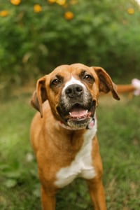 Mochie - goofy girl - Photo 4