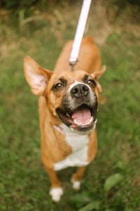 Mochie - goofy girl - Photo 2