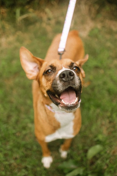 MOCHIE - GOOFY GIRL - Boxer / Labrador Retriever available for adoption