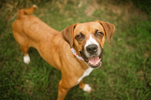 MOCHIE - GOOFY GIRL - Boxer / Labrador Retriever available for adoption