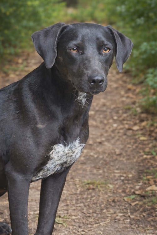 ZURI- SOFT SOUL - Labrador Retriever available for adoption
