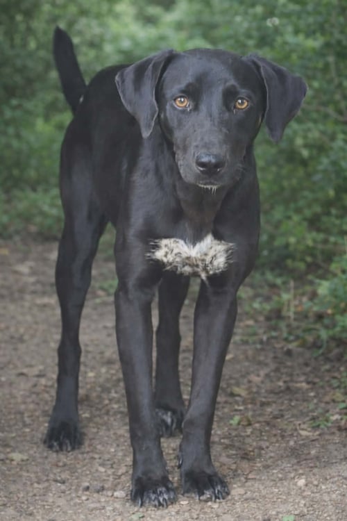 ZURI- SOFT SOUL - Labrador Retriever available for adoption