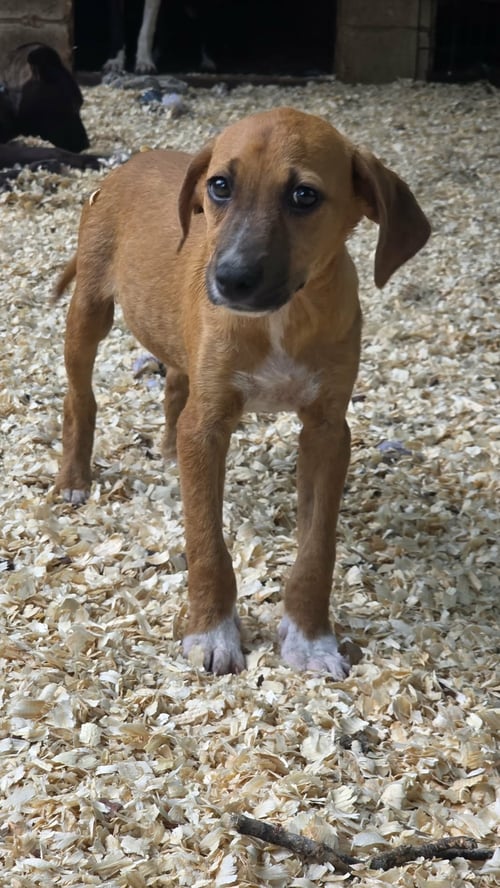 ALEXA - MISCHIEVOUS SWEETIE - Beagle / Labrador Retriever available for adoption