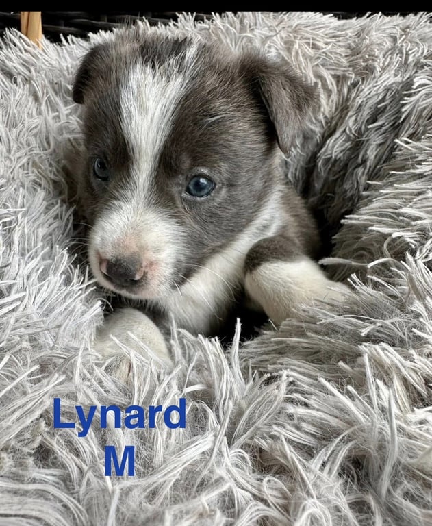 Lynard Image
