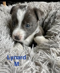 Lynard - Photo 1