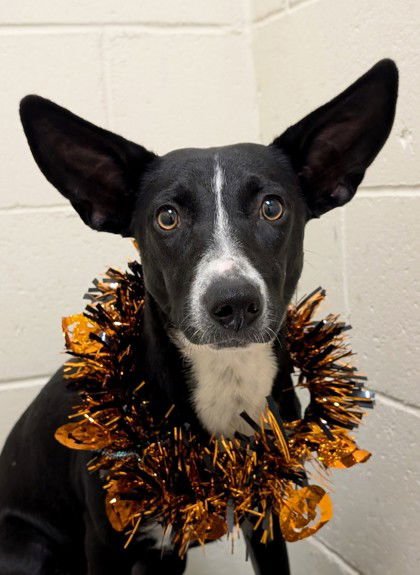 SPOOKY- BIG EAR ENERGY - Border Collie / Terrier available for adoption