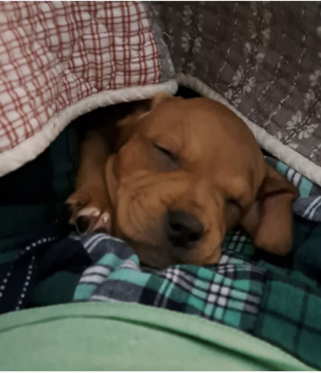 WILL- SIMPLY THE CUTEST - Redbone Coonhound available for adoption