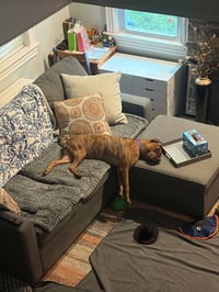 Ellie - brindle boxer beauty - Photo 5