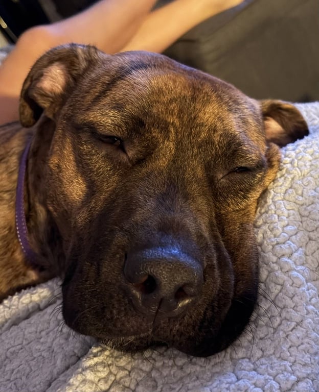 Ellie - brindle boxer beauty Image