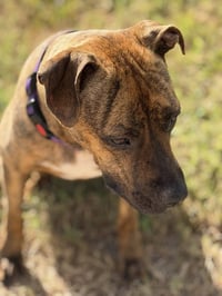 Ellie - brindle boxer beauty - Photo 10