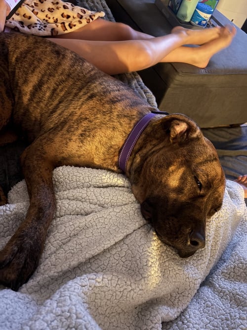 ELLIE - BRINDLE BOXER BEAUTY - American Pit Bull Terrier / Boxer available for adoption