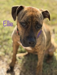 Ellie - brindle boxer beauty - Photo 9