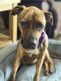 Ellie - brindle boxer beauty - Photo 7
