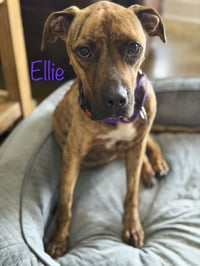 Ellie - brindle boxer beauty - Photo 3