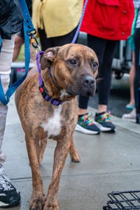 Ellie - brindle boxer beauty - Photo 6