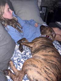 Ellie - brindle boxer beauty - Photo 4