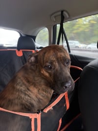 Ellie - brindle boxer beauty - Photo 8