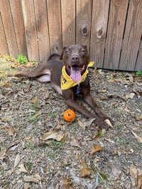 Adrian- playful sweetheart - Photo 1