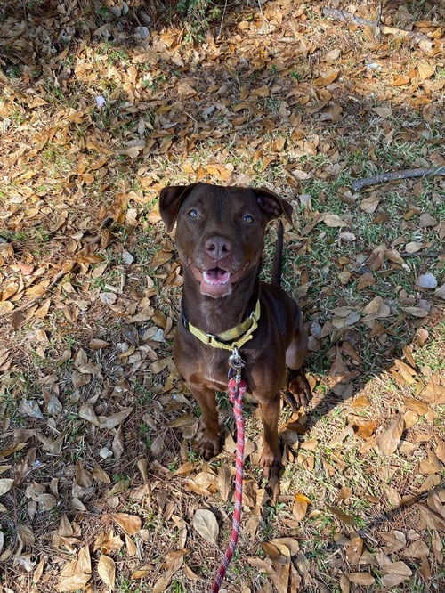 ADRIAN- PLAYFUL SWEETHEART - American Staffordshire Terrier / Labrador Retriever available for adoption