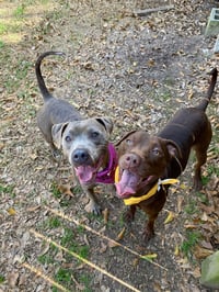 Adrian- playful sweetheart - Photo 3