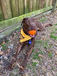 Adrian- playful sweetheart - Photo 4