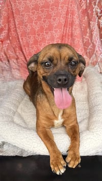 Daisy- happy girl energy - Photo 1