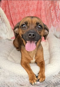 Daisy- happy girl energy - Photo 3