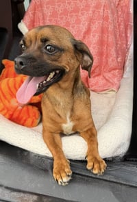 Daisy- happy girl energy - Photo 4